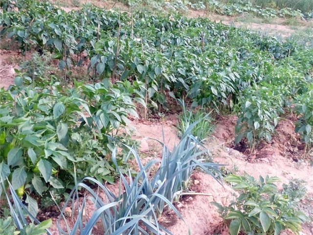 Frescura y calidad de una huerta cuidada con mimo