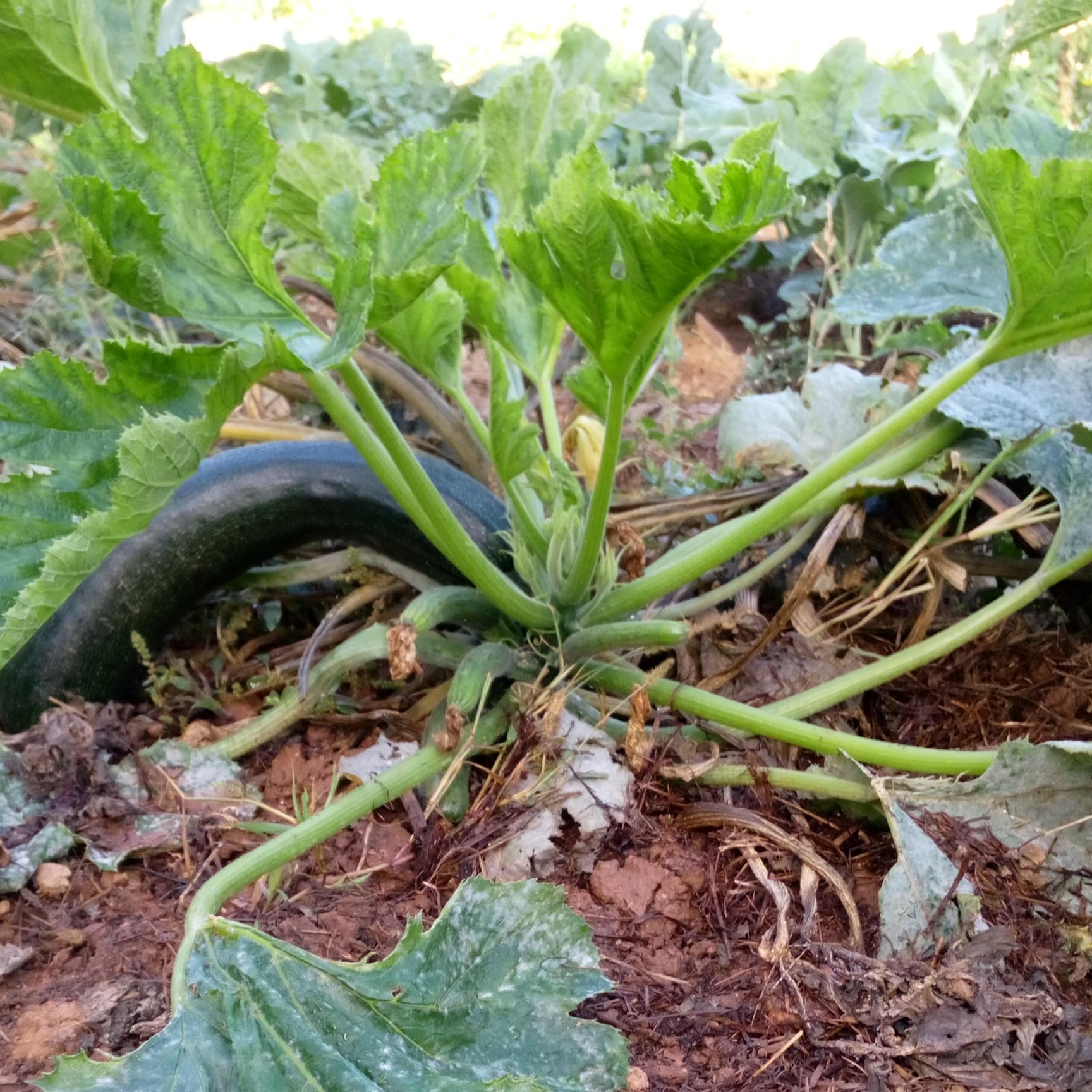Productos de la huerta en Galicia