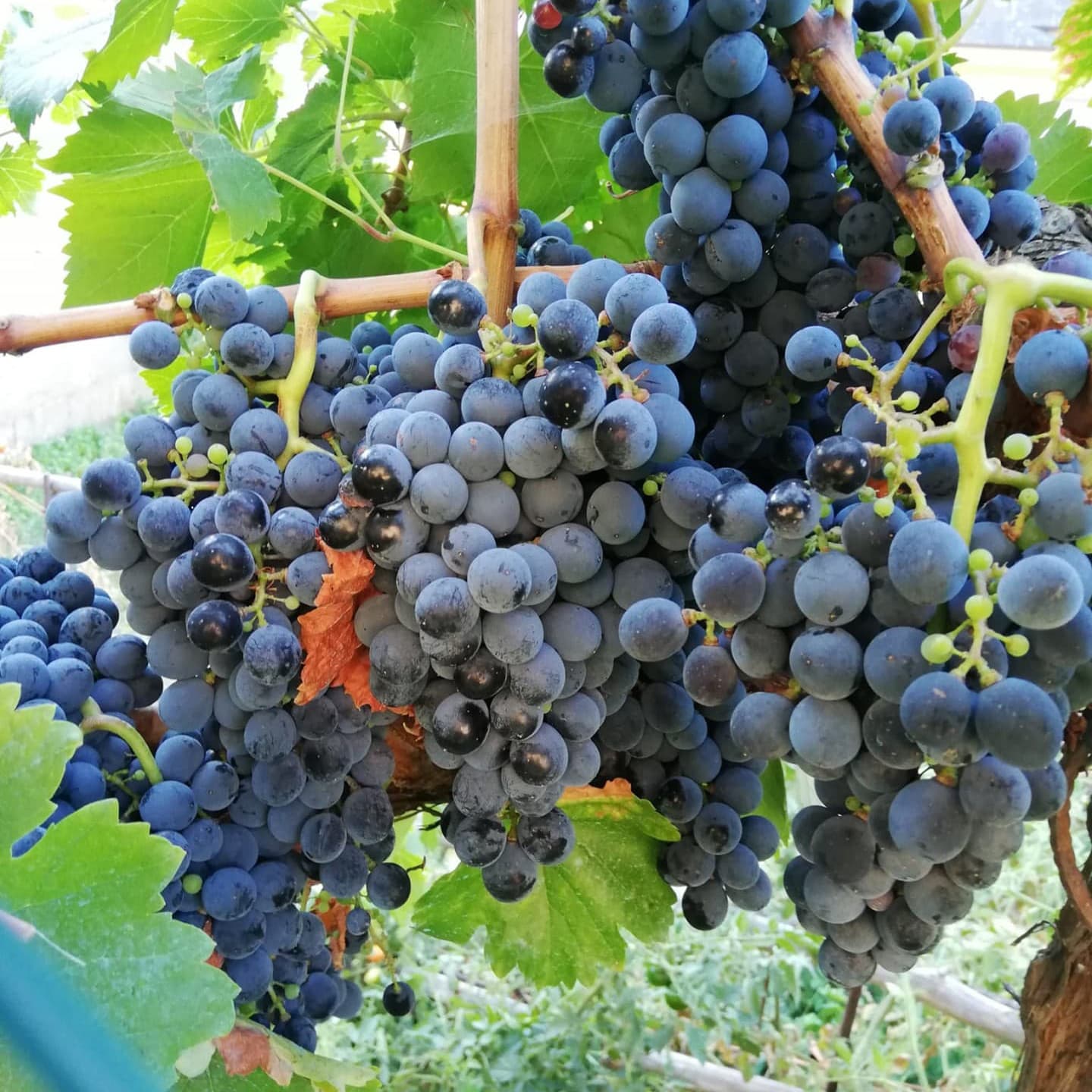 Vinos naturales en Galicia