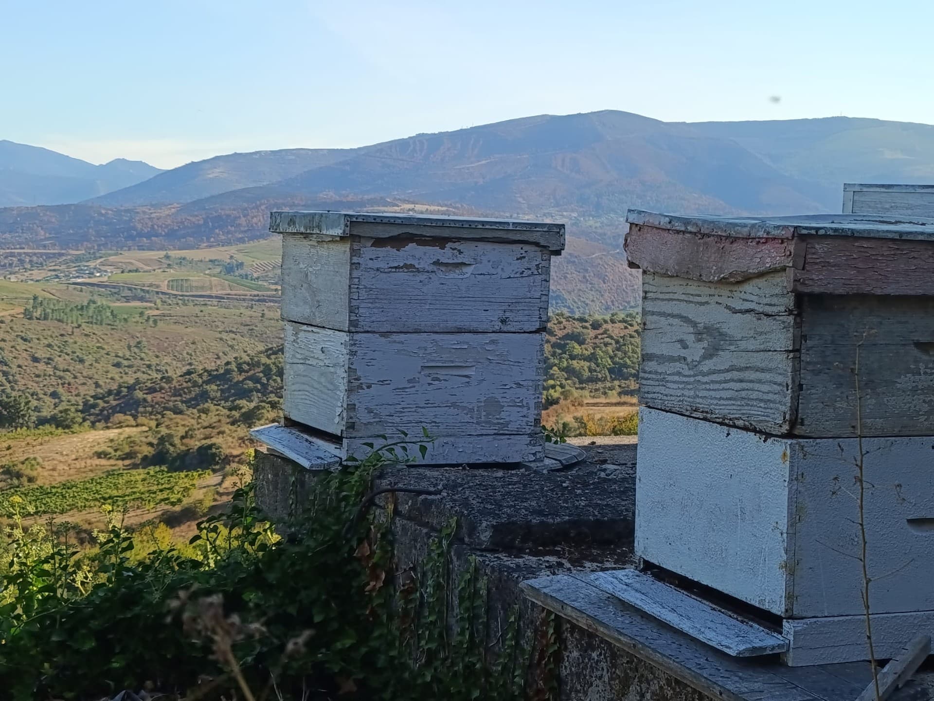 Miel cruda de montaña en Galicia