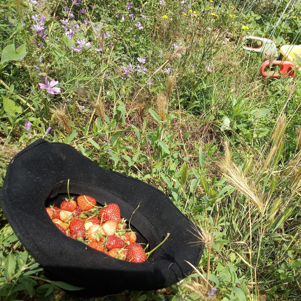 Productos de huerta en Galicia