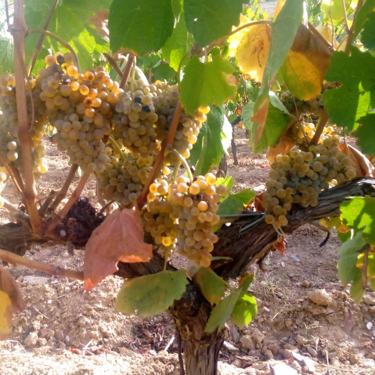 Vino natural en Galicia