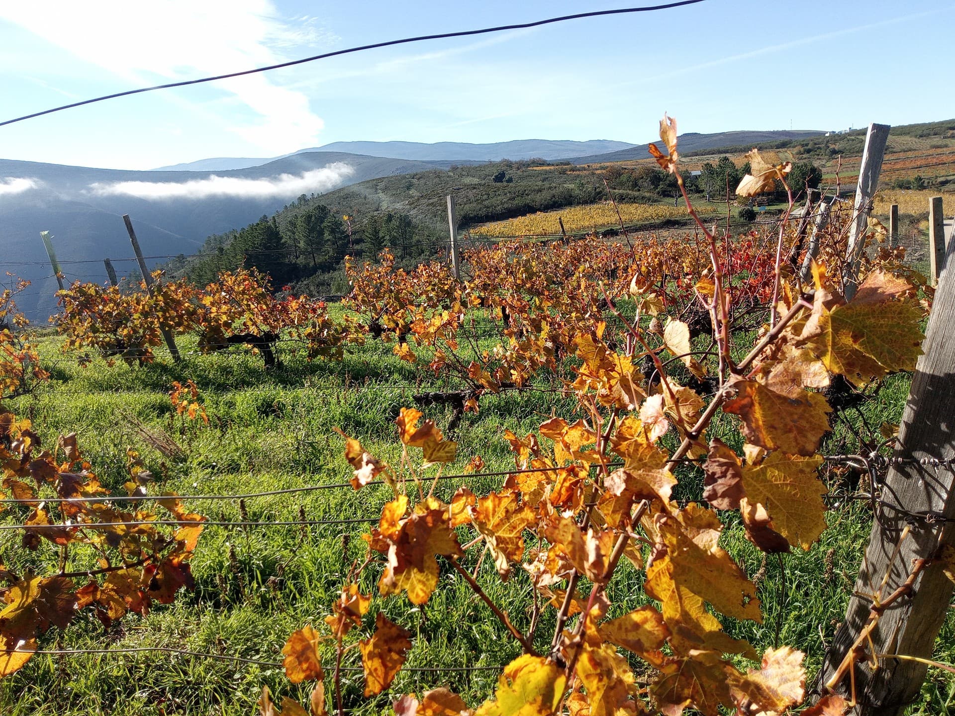 Verduras de temporada en Galicia