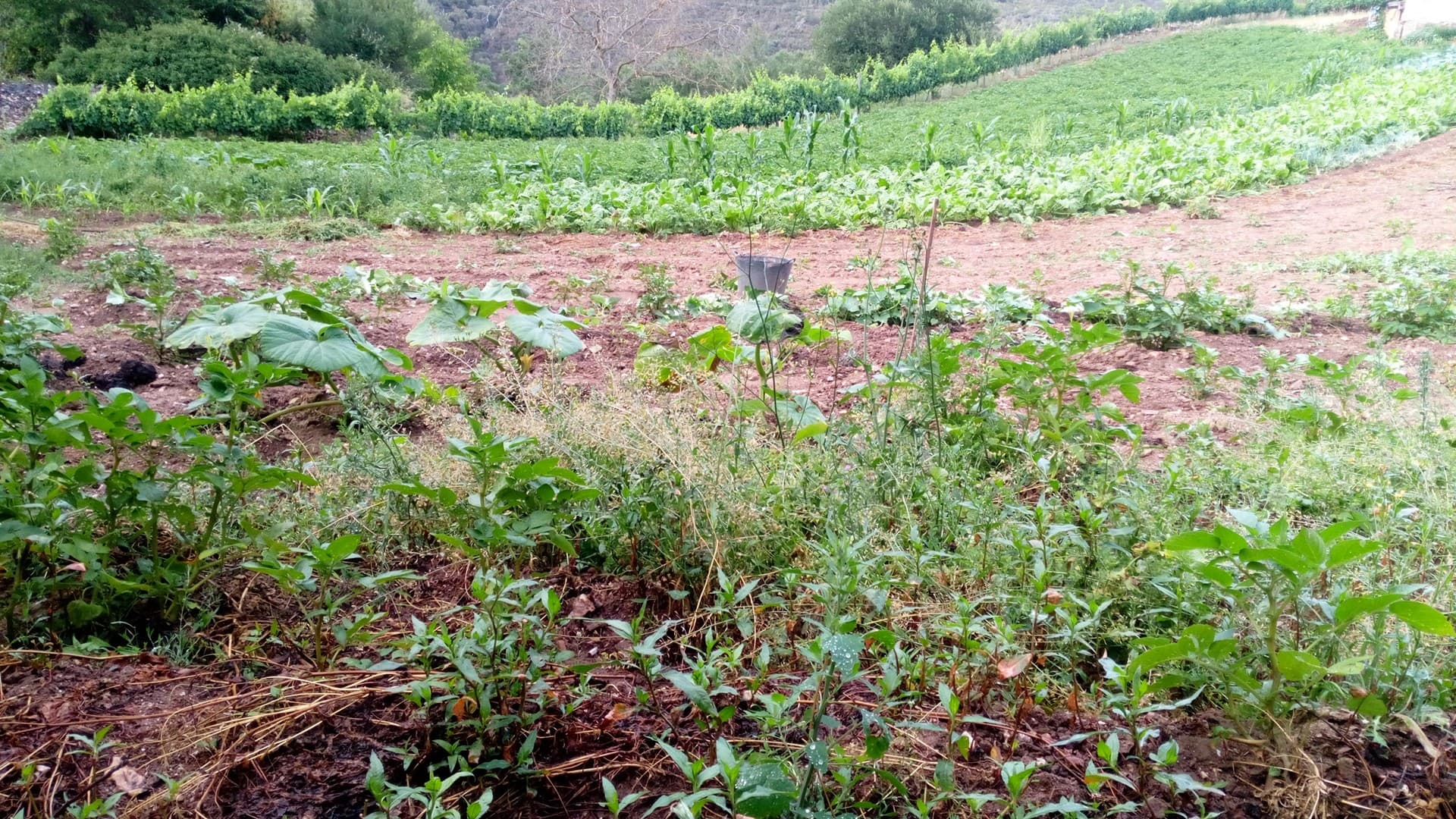 Venta de productos de huerta en Galicia