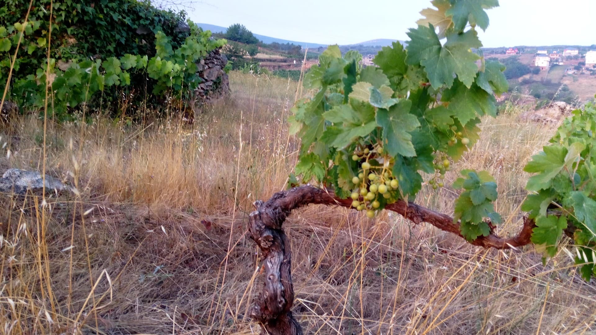 Vino artesanal en Galicia