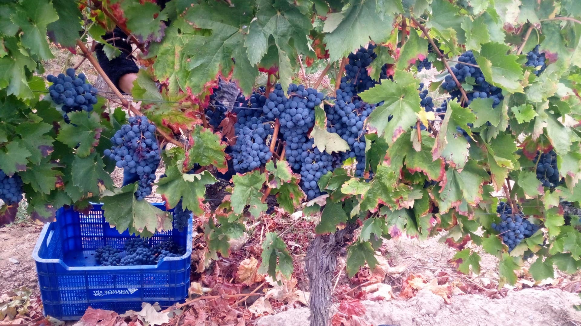 Vino natural en Galicia