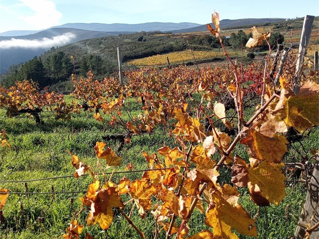 Los mejores productos naturales y artesanales en Galicia