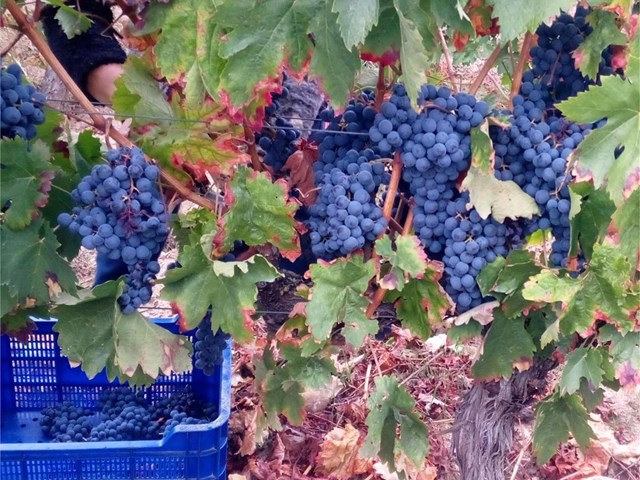 Vive el sabor auténtico del vino